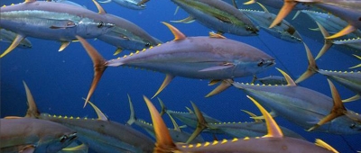 ISSF urges tuna protection