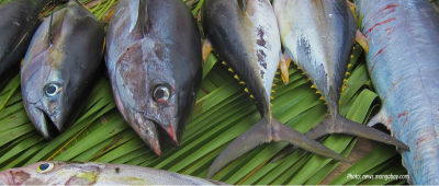 As one Indian Ocean tuna stock faces collapse, nations scramble to save others