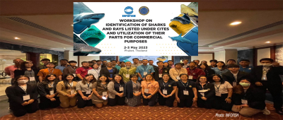 INFOFISH Training Workshop on Identification of Sharks and Rays