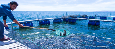 Artisanal fishing and aquaculture are key