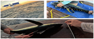 Research on the habitat and movement patterns of yellowfin tuna in the southern Caribbean