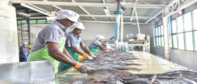 Maldives: Exports of fish worth MVR 2.1 billion