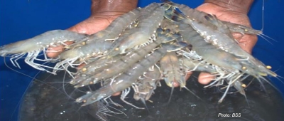 Bangladesh: Research Shows Synbiotic Technology Boosts Climate-Tolerant Shrimp Production