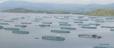 PHILIPPINES: Fish Imports Suspension Benefits Aquaculture