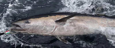 Bluefin Tuna ‘Catch-Tag-Release’ Scientific Survey Programme for 2023 Opens for Charter Skippers