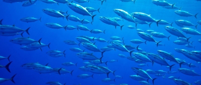 Fiji: New fisheries policy prioritizes food security