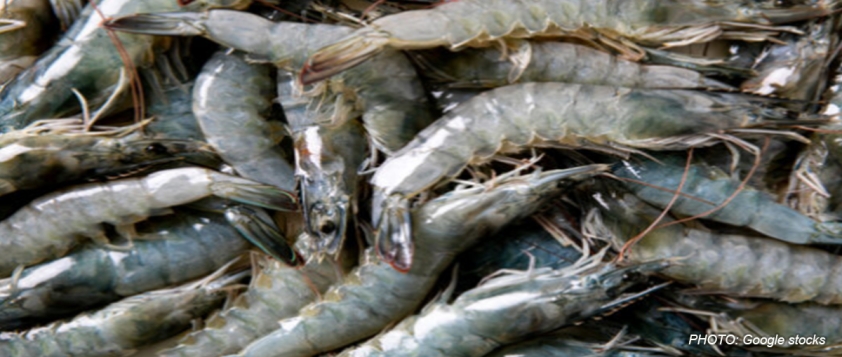 Bangladesh: Raise dollar exchange rate for shrimp, fish exports to Tk 125.50